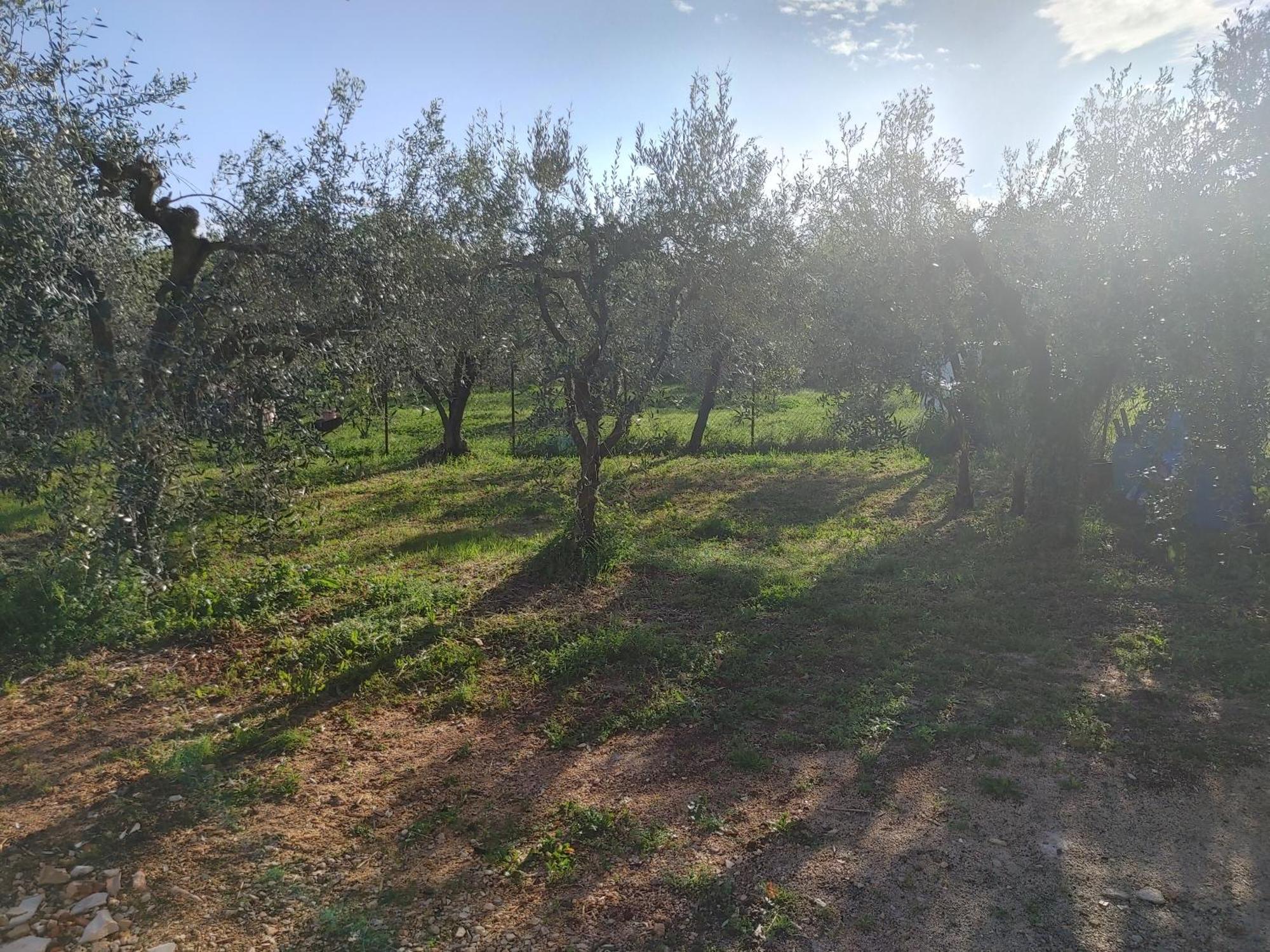 شقة Cattleya Novigrad Istria المظهر الخارجي الصورة